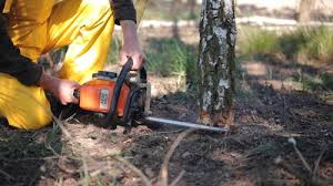 Best Tree Maintenance Programs  in Terville, WA